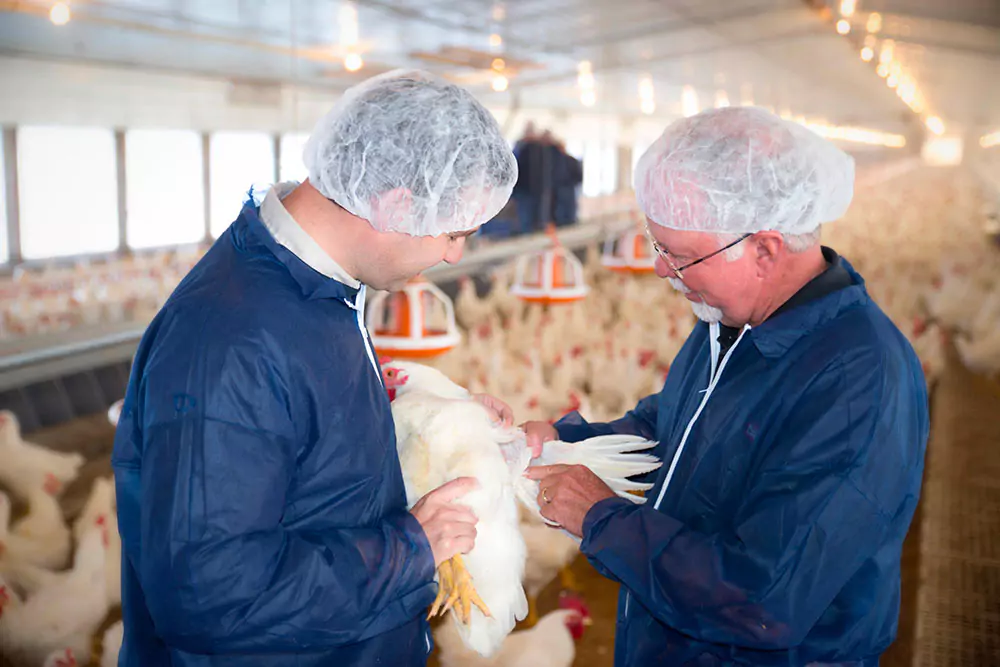 2holdingchicken