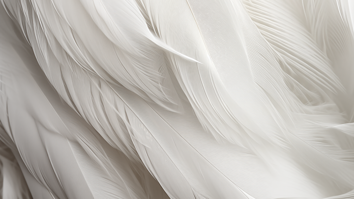 Brand feathers white 01 smaller v2