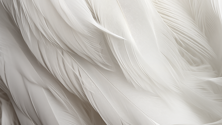 Brand feathers white 01 smaller