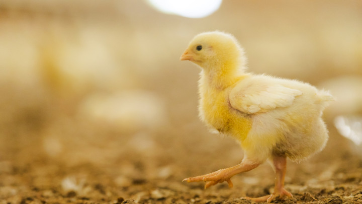 Broiler chick close up