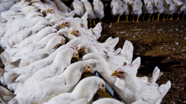 Pullets eating copy